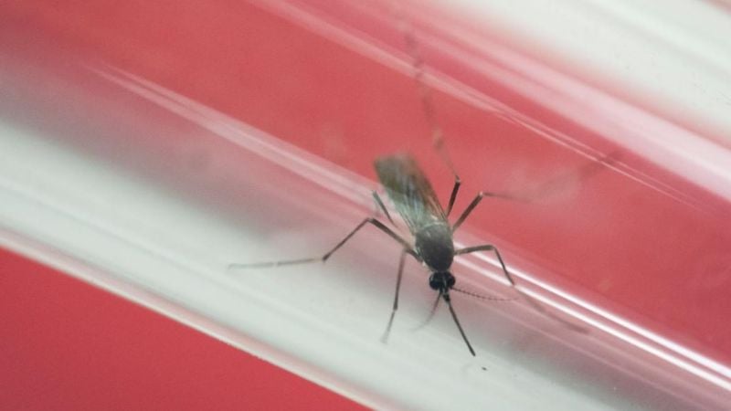 Detectan un nuevo virus en mosquitos de Argentina