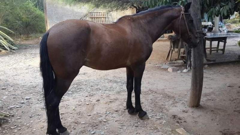 Secuestran un caballo en Valle Viejo