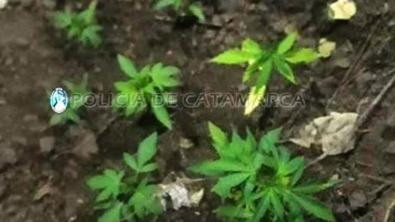 Secuestran plantines de marihuana en Alijilán