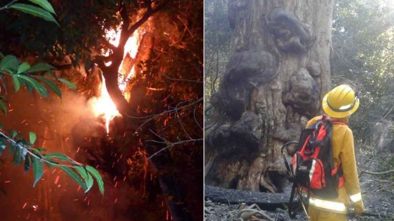 Quiso preparar un mate y quemó el árbol más antiguo de Misiones