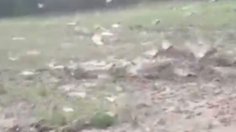 La plaga de langostas arrasa con plantaciones