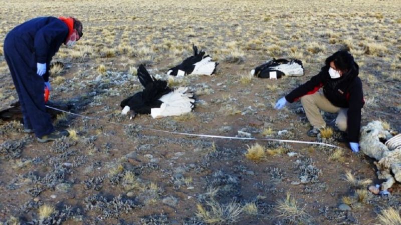 Encontraron a otros seis cóndores muertos en Santa Cruz