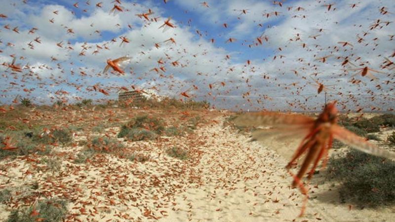 Plaga de langostas: “El control corresponde al productor”