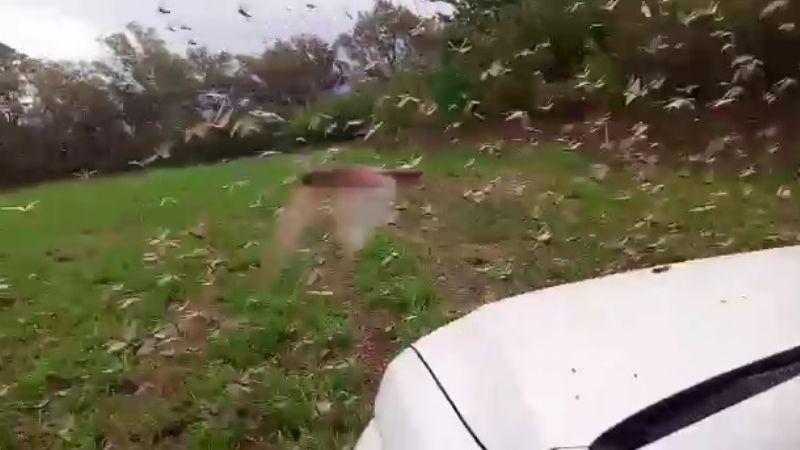 A los bocinazos y en camionetas, productores espantan a la manga de langostas