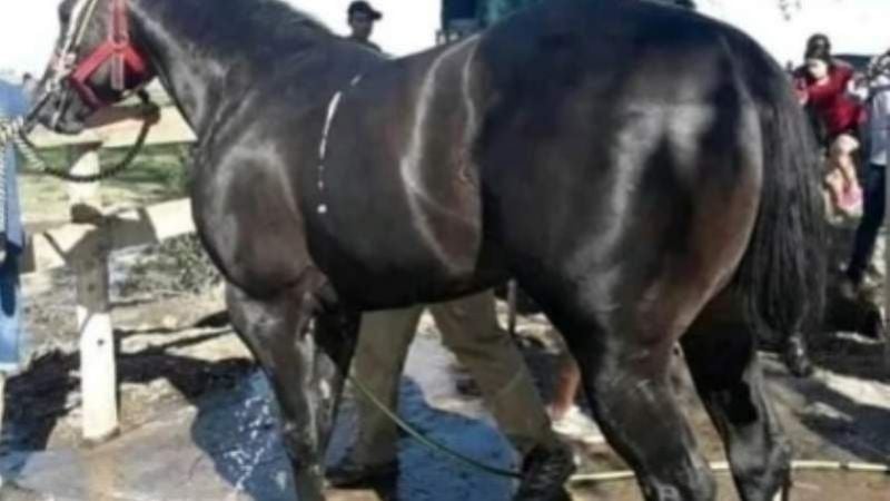 Murió el caballo Americano