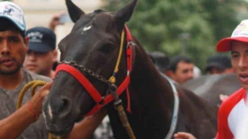 Murió el caballo Americano