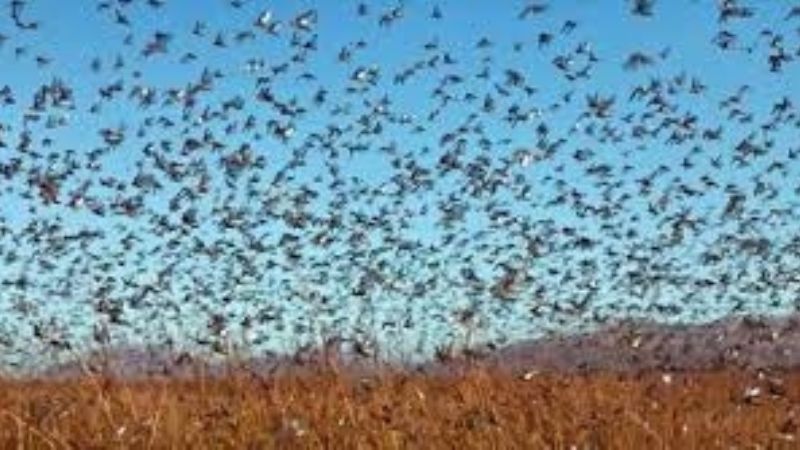 La manga de langostas llegó a La Paz