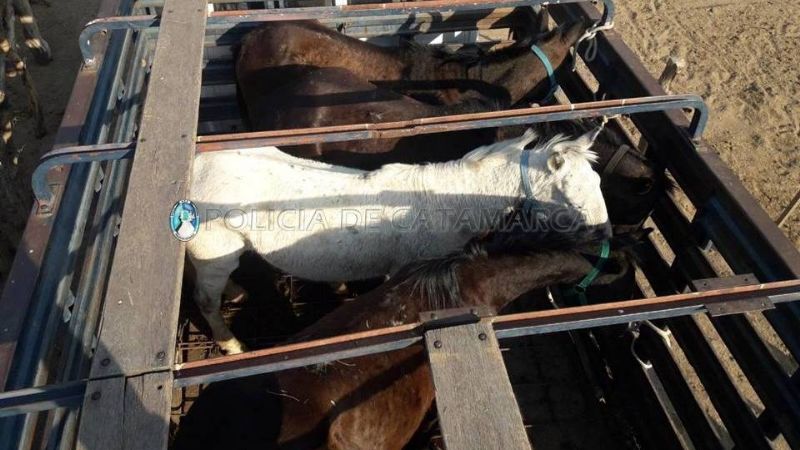 Secuestran animales sueltos en la Capital