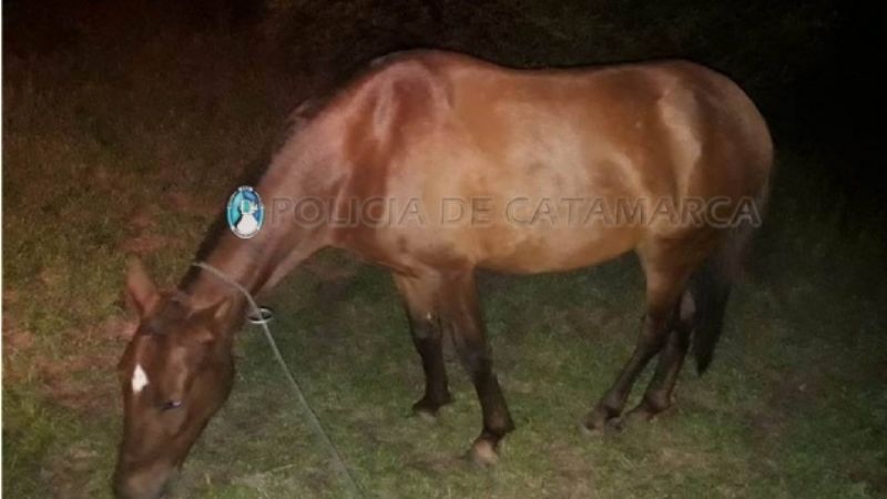 Secuestran un animal suelto sin marca de fuego