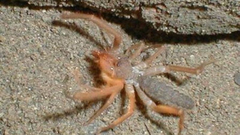 Descubrieron la "araña camello" que comería carne humana