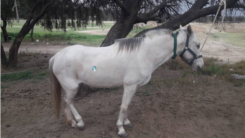 Secuestran un caballo suelto en avenidas de la Capital