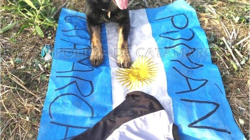 Excelentes calificaciones de Athos y su guía en competencia mundial en Francia