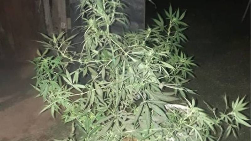 Encuentran un vivero artificial y secuestran una planta de marihuana