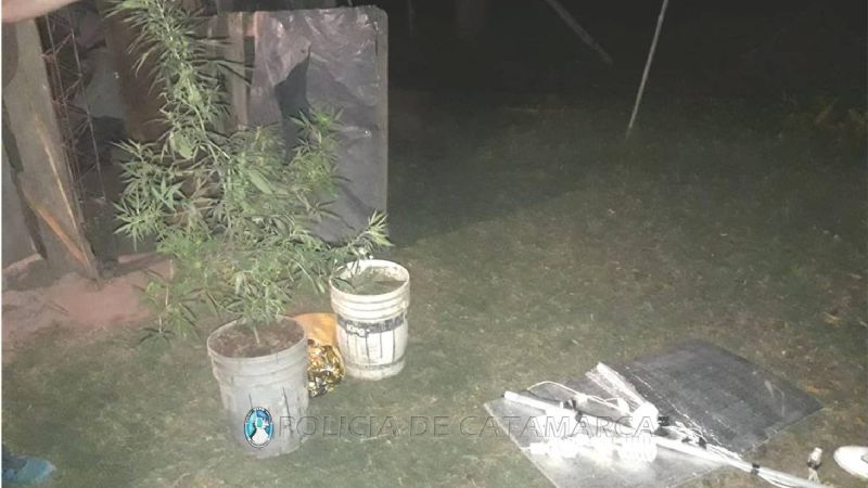 Encuentran un vivero artificial y secuestran una planta de marihuana