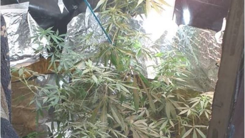 Encuentran un vivero artificial y secuestran una planta de marihuana