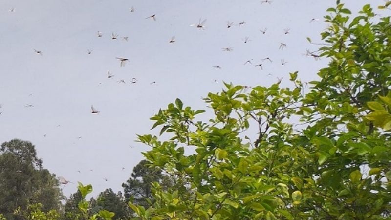 La langosta y un "festín" en el INTA Valle Viejo
