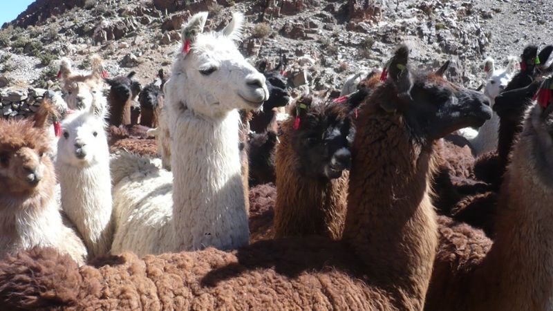 Camélidos y fibras en la Expo Productiva 2019