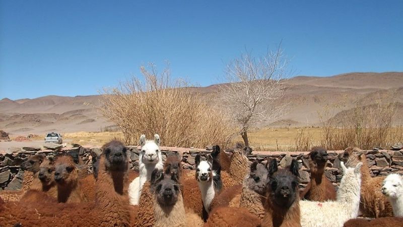 Camélidos y fibras en la Expo Productiva 2019