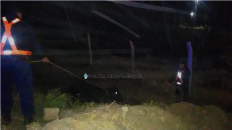 Secuestran animales sueltos en Ambato