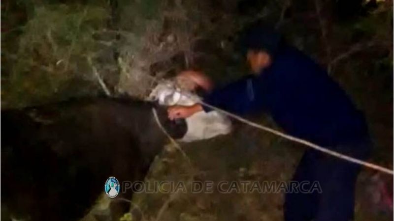 Secuestran animales sueltos en Ambato