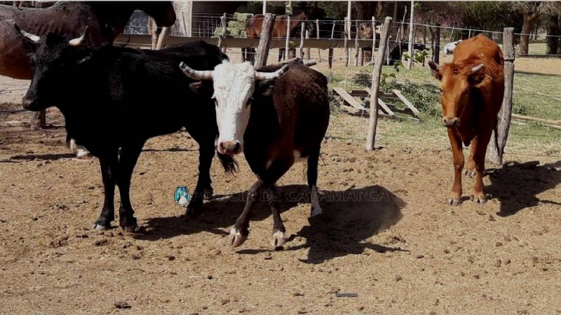 Secuestran animales sueltos en Ambato