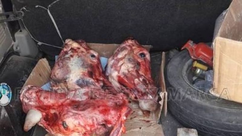 Secuestran tres cabezas de animales vacunos, fiambres y quesos