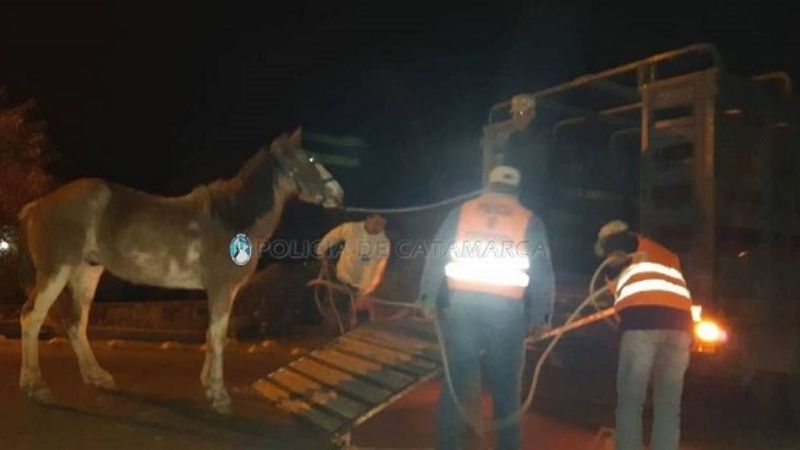 Secuestran animales sueltos en Valle Viejo y Ambato