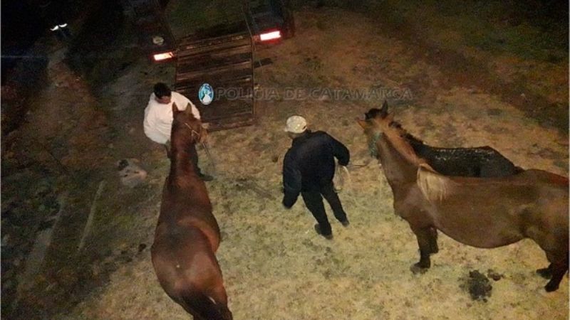 Secuestran animales sueltos en Valle Viejo y Ambato