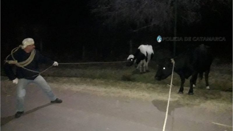 Secuestran animales sueltos en Valle Viejo y Ambato