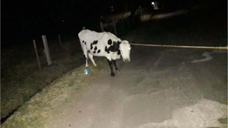 Secuestran animales sueltos en Valle Viejo y Ambato