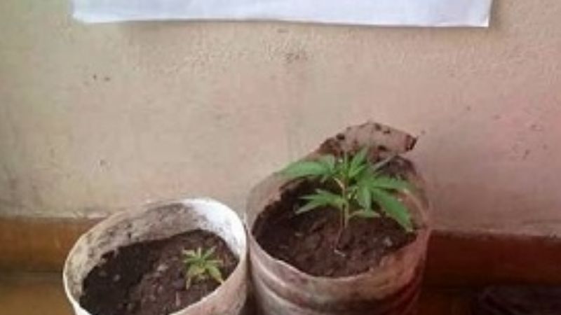 Secuestran plantines de marihuana