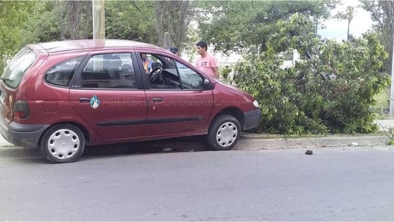 Perdió el control y chocó contra un árbol