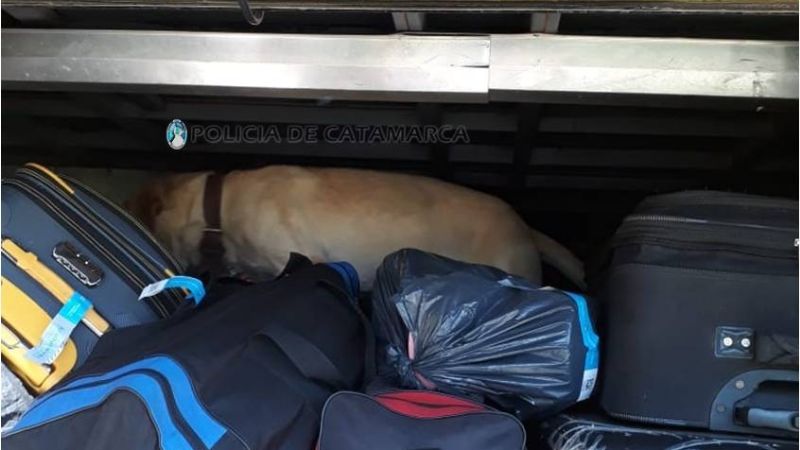 Secuestran tres porros en un operativo