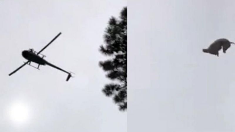 Tiran un cerdo a una pileta desde un helicóptero