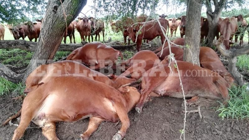 Un rayo mató a ocho vaquillonas de un campo del Este catamarqueño