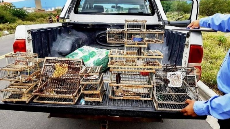 Aprehendidos con tramperas y aves