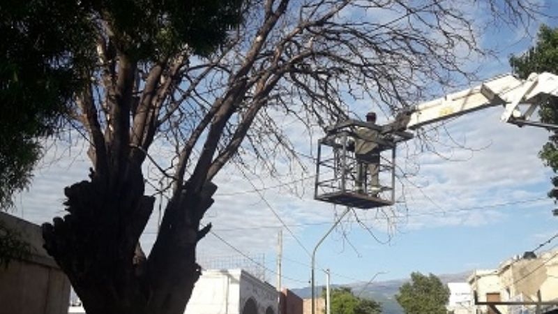 Retiran un enorme árbol