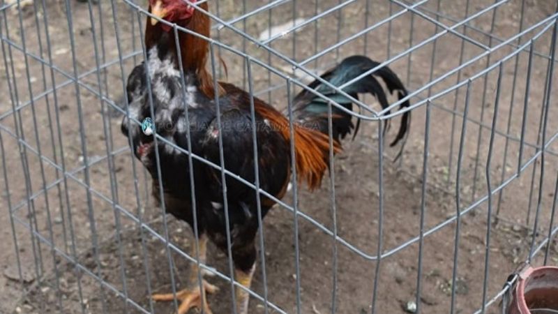 Denunció que le robaron gallos de riñas