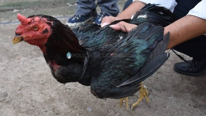 Denunció que le robaron gallos de riñas