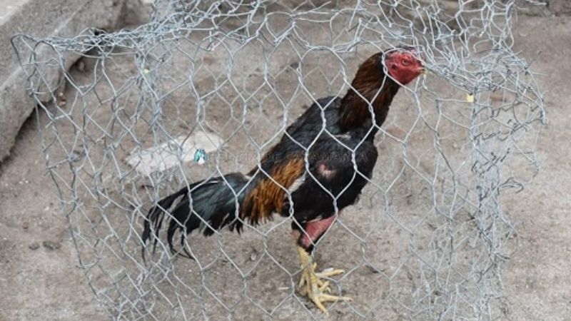 Denunció que le robaron gallos de riñas