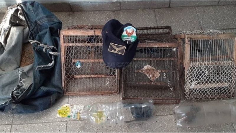 Llevaban ocultas tramperas y aves cánoras