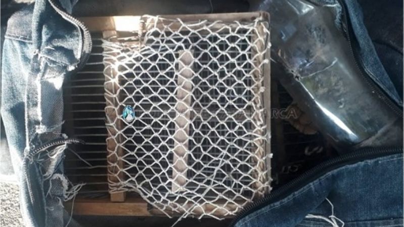 Llevaban ocultas tramperas y aves cánoras