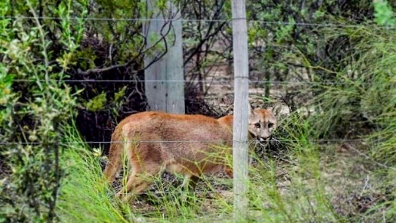 Liberan aves canoras y un puma