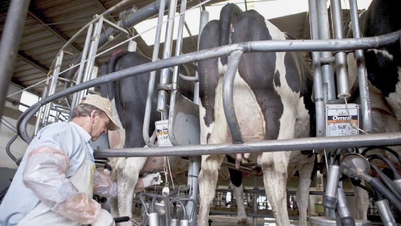 Crisis lechera: Cerraron 1.000 tambos durante 2019