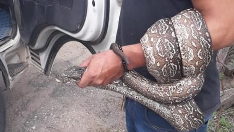 Retiran de una casa, una lampalagua