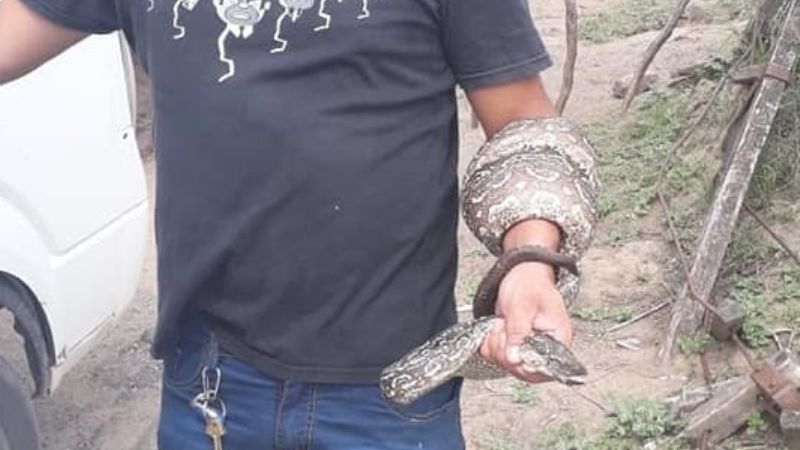 Retiran de una casa, una lampalagua