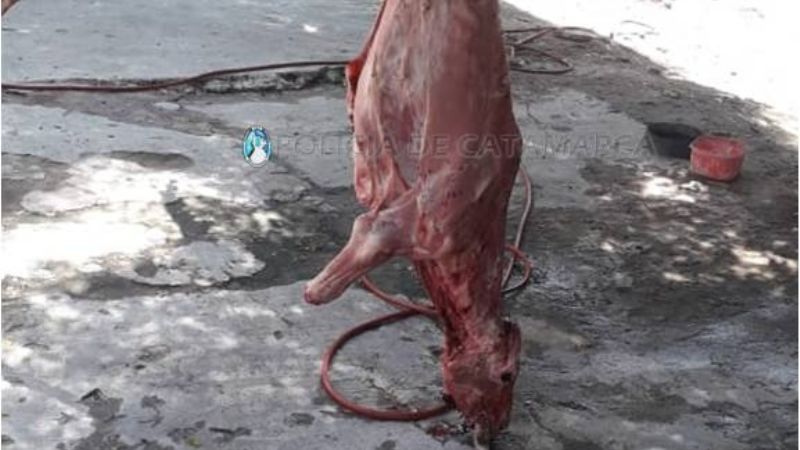 Secuestran un automóvil, cuchillas y dos terneros