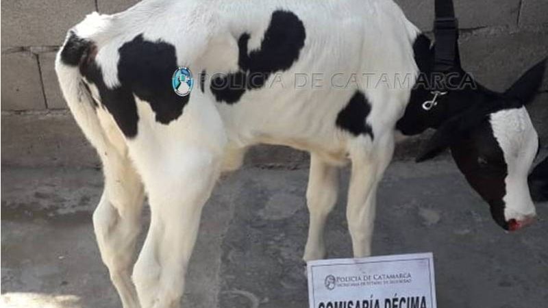 Secuestran un automóvil, cuchillas y dos terneros