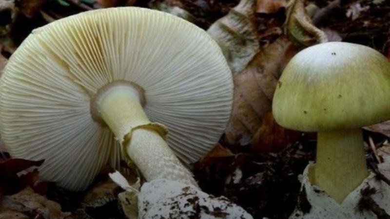 Un turista comió “el hongo de la muerte” en Calamuchita y está grave
