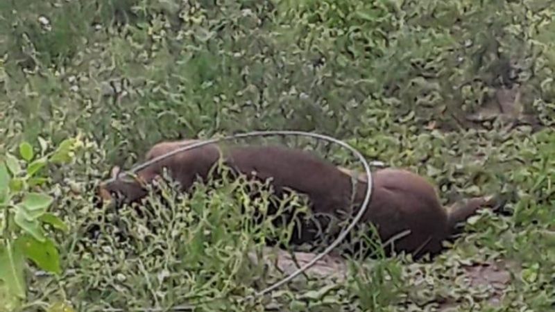 Cable cortado por conexiones clandestinas